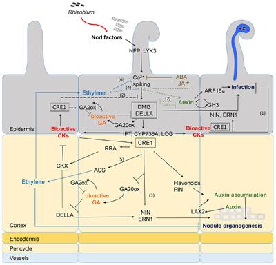 Mini-Review: Nod Factor Regulation of Phytohormone Signaling and Homeostasis During Rhizobia-Legume Symbiosis